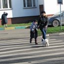 Госдума увеличила штраф за непропуск пешеходов